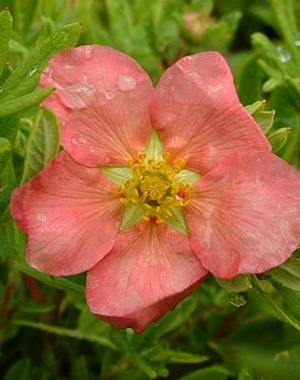 Pięciornik krzewiasty (Potentilla fruticosa) Lovely Pink